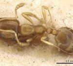 200px-Monomorium_andrei_casent0902278_d_1_high