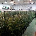 plantación_marihuana_carlota_cordoba_editada_04